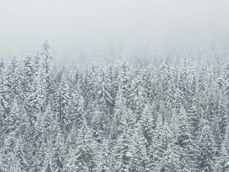 Pakistani professionals adapting to Dutch business culture and workplace etiquette